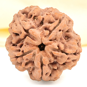 Super Collector 5 Mukhi from Nepal - DCXV