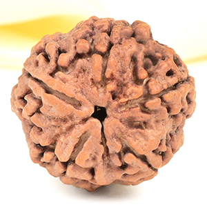 Super Collector 5 Mukhi from Nepal - DCXVII