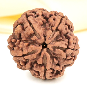 Super Collector 5 Mukhi from Nepal - DCXVIII