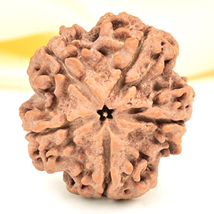 Super Collector 5 Mukhi from Nepal - DCXX