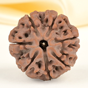 Collector 7 Mukhi from Nepal - DCLXXVII