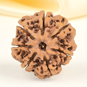 Collector 7 Mukhi from Nepal - DCLXXXI