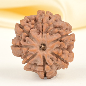 Collector 7 Mukhi from Nepal - DCLXXXII