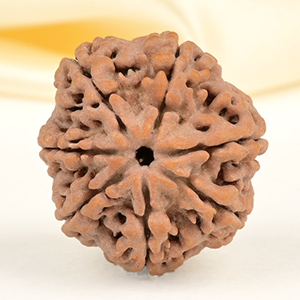 Collector 7 Mukhi from Nepal - DCLXXXIV