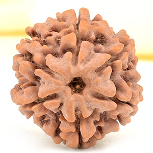 Collector 6 Mukhi from Nepal - CCII