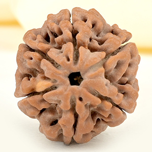 Super Collector 6 Mukhi from Nepal - CDXVIII