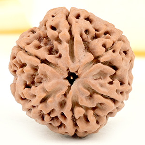 Super Collector 6 Mukhi from Nepal - CDXIX