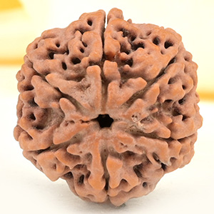 Super Collector 6 Mukhi from Nepal - CDXX