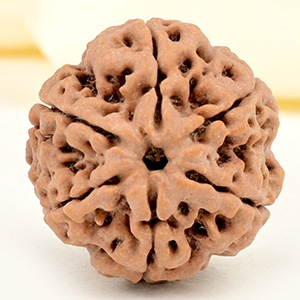 Super Collector 6 Mukhi from Nepal - CDXXI