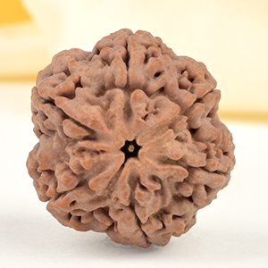 Super Collector 6 Mukhi from Nepal - CDXXII