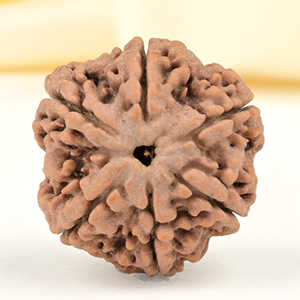 Super Collector 6 Mukhi from Nepal - CDXXIII