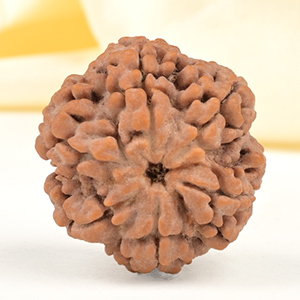 Super Collector 6 Mukhi from Nepal - CDXXIV