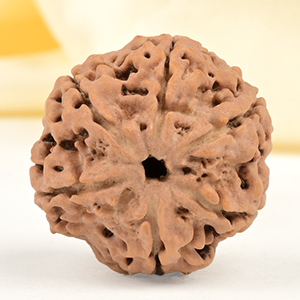 Super Collector 6 Mukhi from Nepal - CDXXV