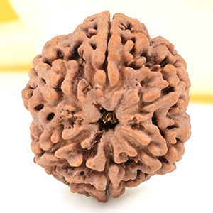 Super Collector 6 Mukhi from Nepal - CDXXVIII