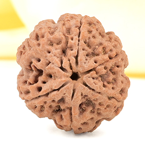 Super Collector 6 Mukhi from Nepal - CDXXIX