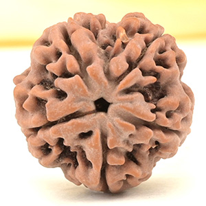 Super Collector 5 Mukhi from Nepal - DCXXXIII