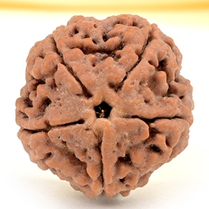 Super Collector 5 Mukhi from Nepal - DCXXXIV