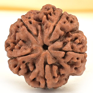 Super Collector 5 Mukhi from Nepal - DCXXXV