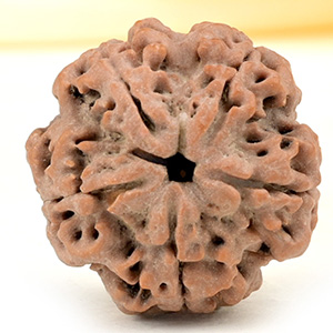 Collector 5 Mukhi from Nepal - DLXVIII