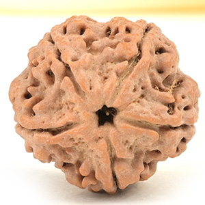 Collector 5 Mukhi from Nepal - DLXIX