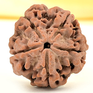 Collector 5 Mukhi from Nepal - DLXX