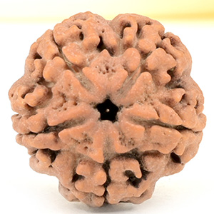 Collector 5 Mukhi from Nepal - DLXXIII