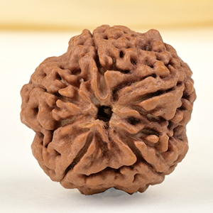 Collector 5 Mukhi from Nepal - DLXXIV