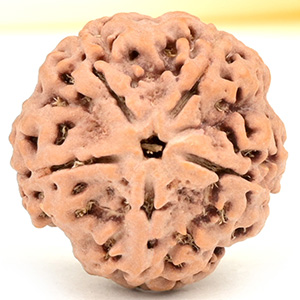 Collector 5 Mukhi from Nepal - DLXXVIII