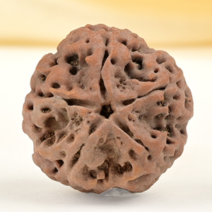 Collector 5 Mukhi from Nepal - DLXXIX