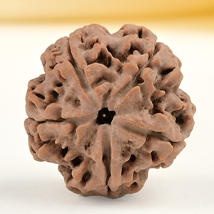 Collector 5 Mukhi from Nepal - DLXXX