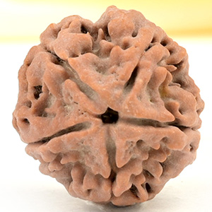 Collector 5 Mukhi from Nepal - DLXXXIII