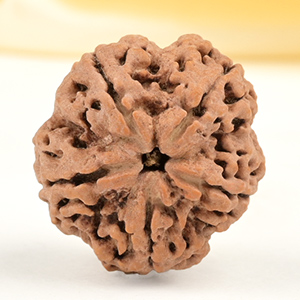 Super Collector 5 Mukhi from Nepal - DCXXXVIII