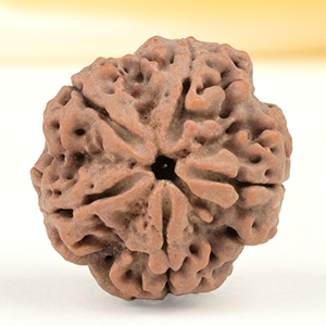 Super Collector 5 Mukhi from Nepal - DCXL