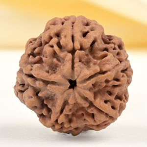 Super Collector 5 Mukhi from Nepal - DCXLI