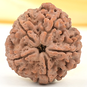 Super Collector 5 Mukhi from Nepal - DCXLII