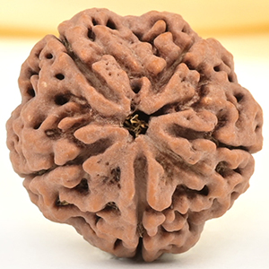 Super Collector 5 Mukhi from Nepal - DCXLIII