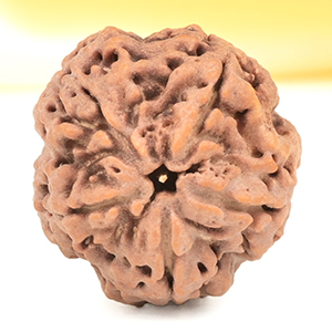 Super Collector 5 Mukhi from Nepal - DCLI