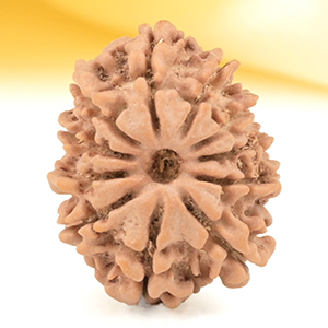 11 Mukhi from Nepal Small - CCCXX