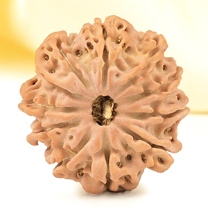 11 Mukhi from Nepal Small - CCCXXI