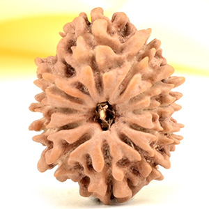 11 Mukhi from Nepal Small - CCCXXII