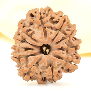 11 Mukhi from Nepal Small - CCCXXIII