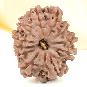 11 Mukhi from Nepal Small - CCCXXIV