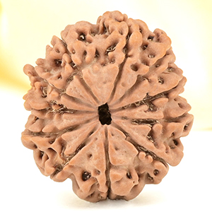 11 Mukhi from Nepal Small - CCCXXV