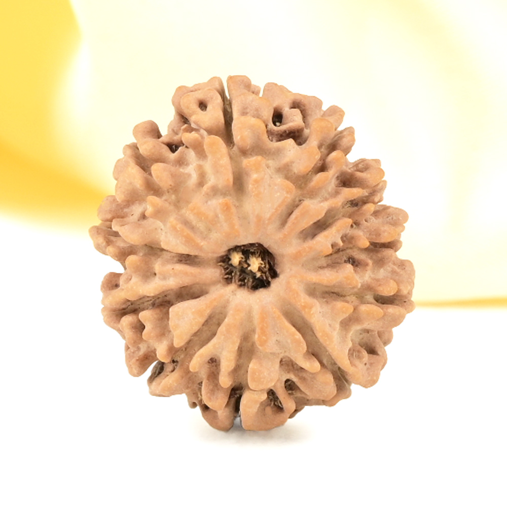 11 Mukhi from Nepal Small - CCCXXVI