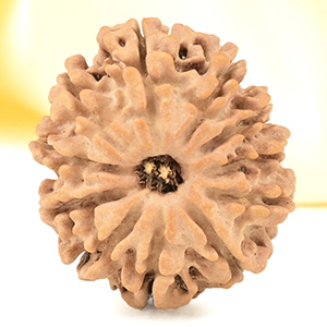 11 Mukhi from Nepal Small - CCCXXVI