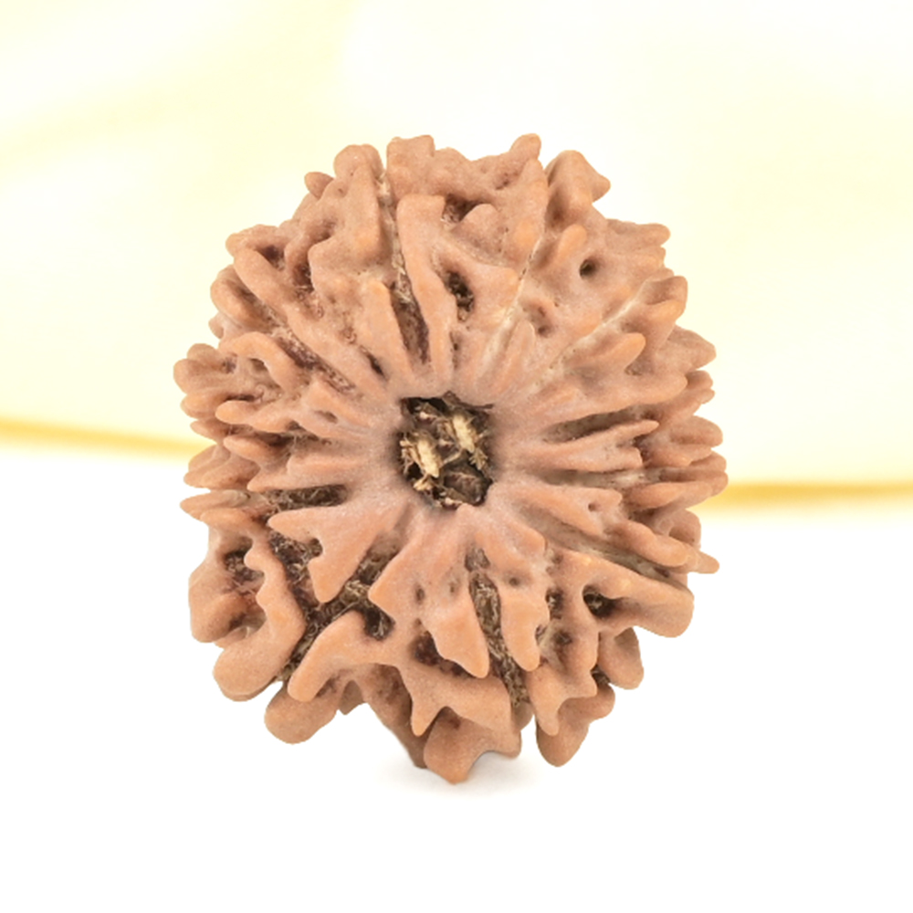 11 Mukhi from Nepal Small - CCCXXVII