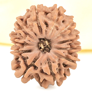 11 Mukhi from Nepal Small - CCCXXVII