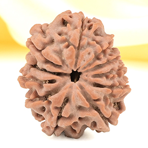 11 Mukhi from Nepal Small - CCCXXVIII