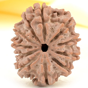 11 Mukhi from Nepal Small - CCCXXIX