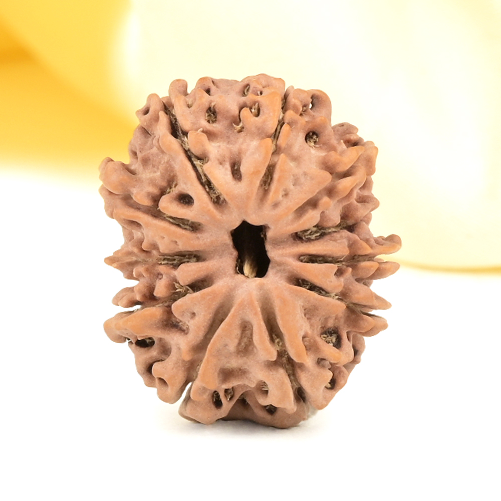 11 Mukhi from Nepal Small - CCCXXXIII